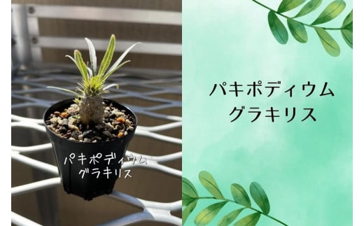 パキポディウムグラキリス実生株 1本
