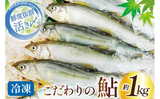 鮎 冷凍 こだわりの鮎 約1kg [あゆの是則 宮崎県 日向市 452060794] あゆ アユ 魚 魚介 川魚 塩焼き 甘露煮 冷凍