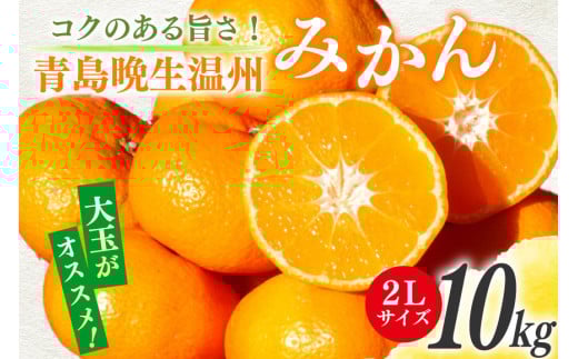 【期間限定発送】 みかん 10kg コクのある甘さ うまぁ〜〜い！！青島晩生温州みかん 2L [黒田農園 宮崎県 日向市 452061303] 果物 フルーツ ミカン 蜜柑 柑橘 贈答用