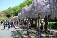 藤枝の“宝” 魅力あふれる「蓮華寺池公園」の整備を中心とした魅力ある都市・交流空間の創造