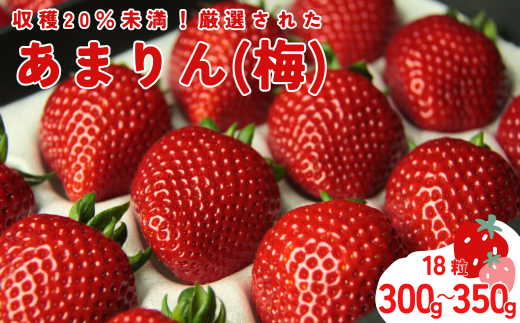 発送1月～【先行受付】あまりん（梅）300～350ｇ【苺】 あまりん イチゴ おおきい スイーツ あかい 果物 ふるさと納税 いちご うまい フルーツ 期間限定 人気いちご まるい 甘い 旬 直送 おすすめいちご ストロベリー 苺ジャム いちご 好きのための いちご