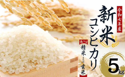【令和7年産】 水野農園の加須市北川辺産 コシヒカリ 5㎏ 《選べる!精米or玄米》|お米 新米 米 令和7年 こしひかり