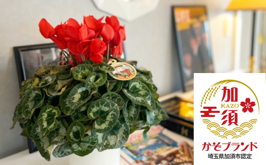 加須産シクラメン 5号鉢 受け皿セット 【赤系】