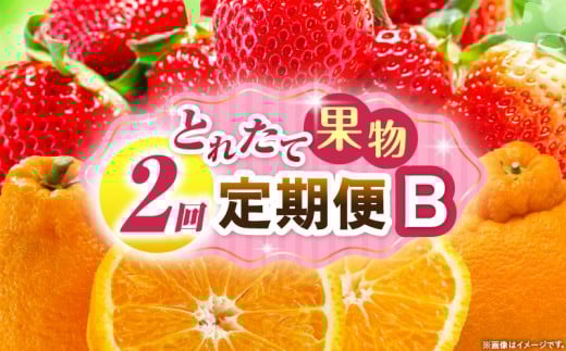 とれたて果物 2回定期便B 果物 フルーツ 果物定期便 フルーツ定期便 定期便 いちご デコポン濃厚 旬の果物 定期 人気 おすすめ 贈答 贈り物 青果物 糖度 香川県 _mk165-t052