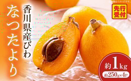 初夏を感じる果物 香川県産びわ(なつたより) 約1.0kg[香川県共通返礼品]|びわ 枇杷 なつたより 果物 フルーツ 人気 香川 香川県 三木町 初夏 ハウス栽培 厳選 袋掛け 完熟 ジューシー 糖度が高い 先行受付 先行予約 季節限定 旬 おすすめ|_mk006-021