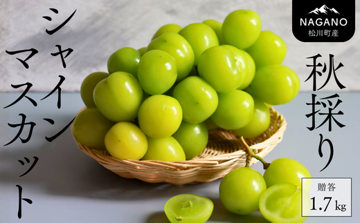 KG01-25A 【収穫中！】シャインマスカット 約1.7kg（2～4房）2025 贈答 / 2025年11月上旬頃～配送予定 // 長野県 南信州 松川町 葡萄 ブドウ 産地直送 農家直送 マスカット 種なし 皮ごと 果物 フルーツ 約2㎏ 2キロ