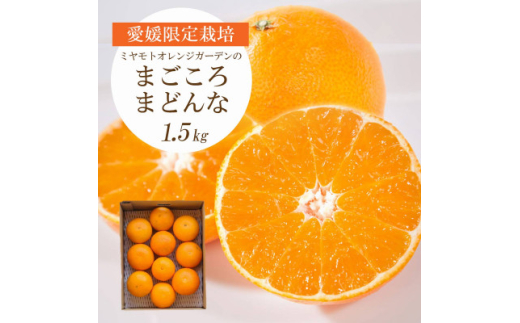 <2025年11月より順次発送>紅まどんなと同品種 愛媛果試28号 1.5kg<C25-178>【1606293】