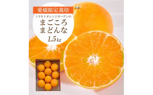 ＜2025年11月より順次発送＞紅まどんな と同品種 愛媛果試28号 1.5kg＜C25-178＞【1606293】