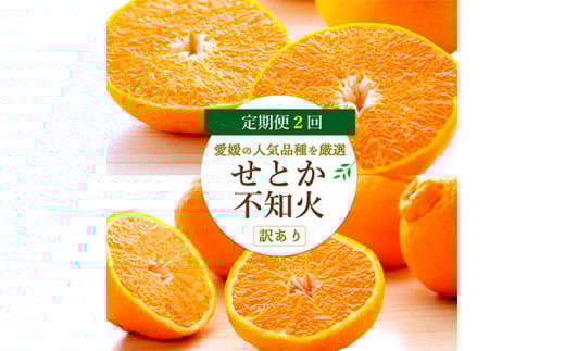 <発送月固定定期便>愛媛の人気2品種を堪能!せとか・不知火食べ比べ<訳あり><D25-202>全2回【4066443】