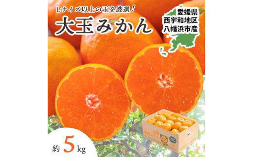 <2025年11月より順次発送>大玉サイズのみ厳選!愛媛みかん5kg<訳あり><A25-219>【1626146】