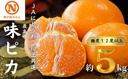 JAにしうわの季節の柑橘(川上共選 味ピカ5kg)<E08-24>【1443302】