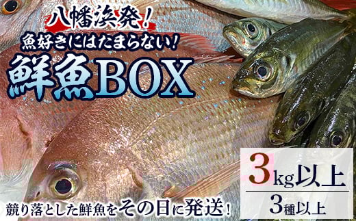 竹中水産の八幡浜発!「魚好きにはたまらない!鮮魚BOX」<F22-135>_ 鮮魚 天然 魚介 魚介類 海鮮 冷蔵 活き 詰合せ セット 食べ比べ 愛媛 八幡浜 産直 産地直送 国産 【1043165】