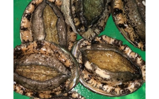 H22-174.竹中水産の定期便4回!「活アワビ・1㎏前後(×3回)+おまかせ鮮魚(×1回)」
