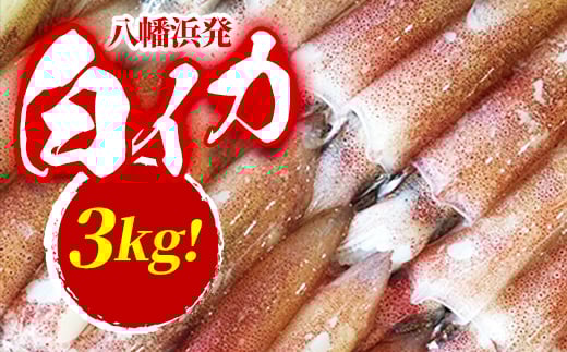 ＜冷凍便＞八幡浜発!「白イカ(剣先イカ)」3.0kg!＜H22-209＞【1047026】
