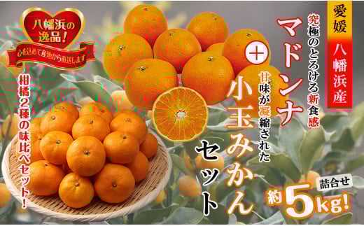 2025年11月発送開始　ぷるぷる新食感!「マドンナ」+濃厚!「小玉みかん」約5kg＜D39-32＞【1252242】