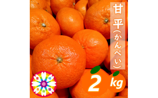 愛咲果樹園 「 甘平 」約2kg<C71-11>_ みかん ミカン 果物 フルーツ くだもの 国産 高級 柑橘 かんぺい 愛媛 甘い ジューシー 人気 旬 限定 果肉 【1344718】