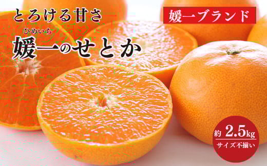 愛媛の柑橘の代名詞!「せとか」約2.5kg入<C28-40>_ みかん ミカン 柑橘 せとか フルーツ くだもの 果物 ふるーつ 青果 果実 人気 甘い ジューシー 産直 産地直送 旬 柑橘類 人気 愛媛 果汁 八幡浜市【1437356】