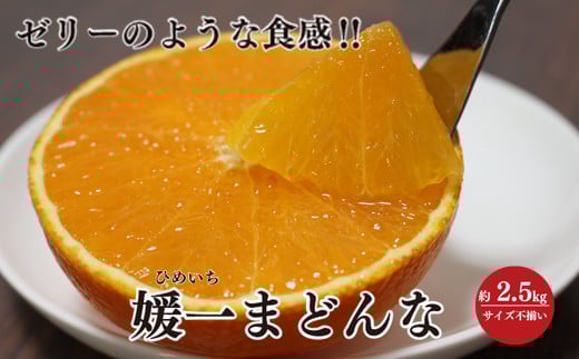 <2025年11月以降発送>ゼリーのような食感!「媛一まどんな」約2.5kg入<C28-42>_みかん ミカン マドンナ 紅まどんな同品種 柑橘 柑橘類 フルーツ 果物 くだもの 人気 美味しい 愛媛県 八幡浜 ふるさと【1437098】