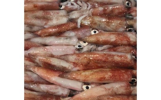 H22-281.八幡浜発!「白イカ(剣先イカ)」3.0kg!【冷蔵便】