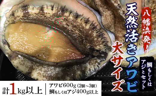 八幡浜発!竹中水産の「アワビ三昧大サイズ」600g(鯛もしくはアジとセット) <H22-212>_ 鮑 あわび アワビ 活きあわび 魚介 魚介類 海鮮 天然 活き 鮮魚 刺身 冷蔵 大サイズ セット 食べ比べ BBQ 【1043108】