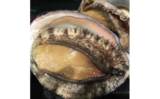 八幡浜発!竹中水産の「アワビ三昧、中サイズ」600g(鯛もしくはアジとセット)<H22-213>【1043109】