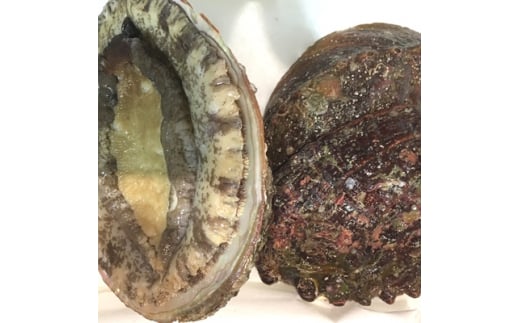 八幡浜発!竹中水産の「アワビ三昧大サイズ」400g(鯛もしくはアジとセット)<F22-214>_ あわび 鮑 アワビ アジかタイ 選べる セット 海鮮 刺身 冷蔵 活き 鮮魚 グルメ 魚介 BBQ キャンプ アウトドア 【1043110】
