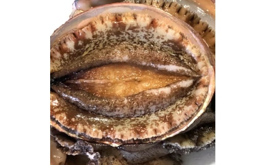 八幡浜発!竹中水産の「アワビ三昧、中サイズ」400g(鯛もしくはアジとセット)<F22-215>【1043111】