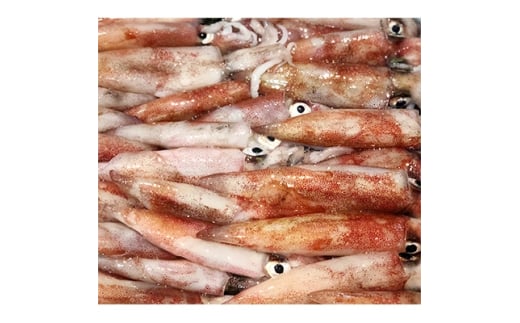 竹中水産のオススメ「剣先イカ2キロ以上!」＜F22-228＞【1060852】