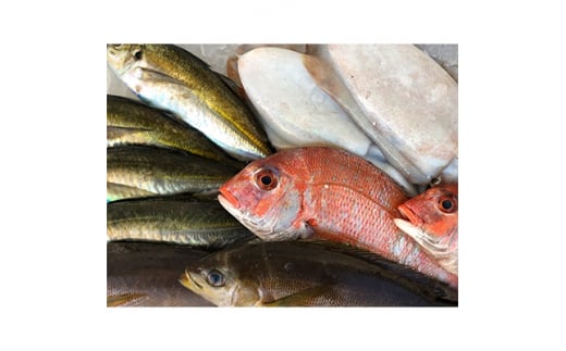 竹中水産の「お手軽鮮魚ボックス約1.5キロ」!<D22-232>【1070932】