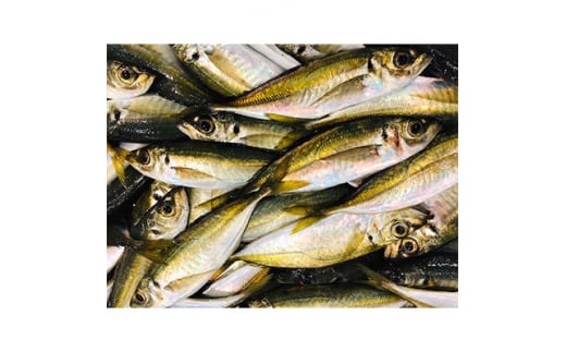 竹中水産のお手軽、網真鯵1.5キロ!<D22-244>_ アジ 真鯵 まあじ 鯵 天然 網鯵 魚介 魚介類 海鮮 冷蔵 愛媛 八幡浜 産直 産地直送 国産 おかず おつまみ 鮮魚 【1073405】