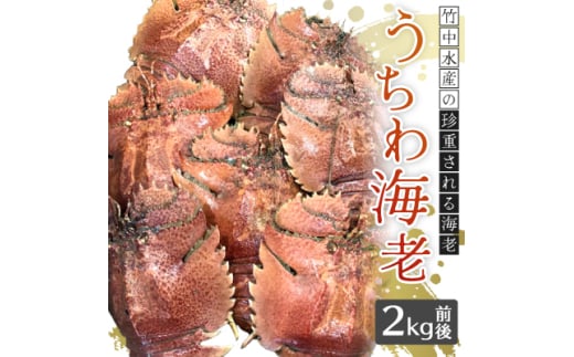 竹中水産の珍重される海老「うちわ海老」2キログラム前後!<H22-253>_ 海老 えび エビ うちわ海老 魚介 海鮮 希少 冷蔵 限定 国産 産地直送 グルメ 【1073910】