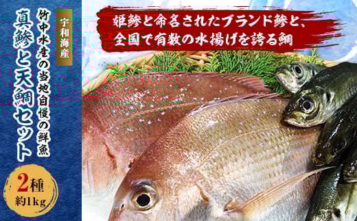 竹中水産の当地自慢の鮮魚2種「真鯵と天鯛」!約1キロセット!(宇和海産)<C22-255>【1073912】