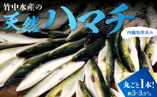竹中水産の「天然ハマチ」丸ごと1本!(約3キロ~3.5キロサイズ)内臓処理済み<F22-257>_ 刺身 ハマチ はまち 送料無料 【1075509】