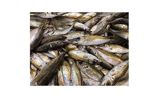 竹中水産の「宇和海産小アジ」約3キロ!<C22-259>【1075511】