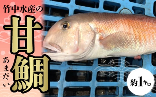 竹中水産の「甘鯛」(赤又は白)約1キロ<F22-260>_ 鯛 たい タイ 甘鯛 魚介 海鮮 国産 産地直送 冷蔵 白身 グジ グルメ おすすめ 人気 愛媛県 1kg あまだい 【1075512】