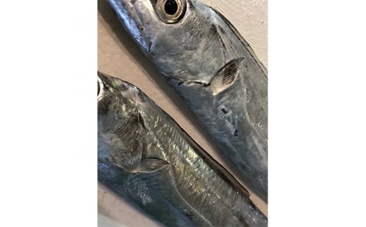 竹中水産の「釣の太刀魚」 約2キロ!<F22-264>_ 太刀魚 たちうお 天然 魚介 魚介類 海鮮 冷蔵 愛媛 八幡浜 産直 産地直送 国産 おかず おつまみ 鮮魚 希少 刺身 釣 【1078740】