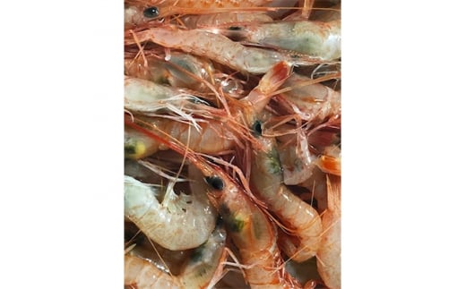 竹中水産の地海老(八幡浜産)約1キロ!<C22-269>_ エビ えび 海老 地海老 魚介 魚介類 海鮮 鮮魚 冷凍 BBQ 簡単調理 愛媛 八幡浜 産直 産地直送 国産 人気 万能 【1113599】