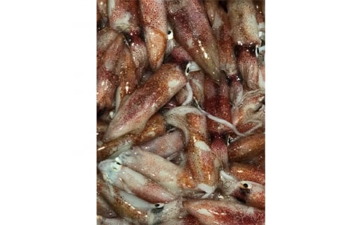 竹中水産のバラスルメ2kg(小小サイズ)＜D22-223＞_ いか イカ スルメイカ するめいか バラスルメ 烏賊 魚介 魚介類 海鮮 鮮魚 冷凍 BBQ 簡単調理 愛媛 八幡浜 小サイズ ミニ 【1115290】