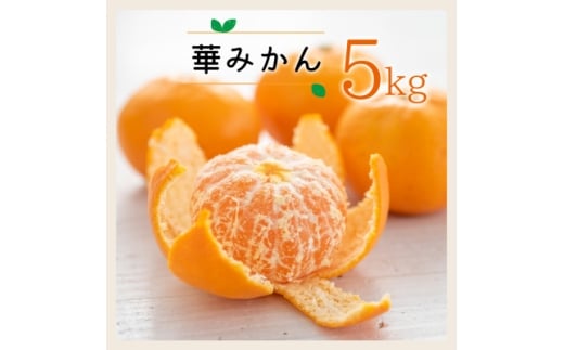 コウ果樹園の華みかん5kg＜A33-38＞_みかん ミカン 柑橘 フルーツ 果物 くだもの 完熟 産直 産地直送 甘い ジューシー 糖度 愛媛 おすすめ 人気 送料無料【1491967】