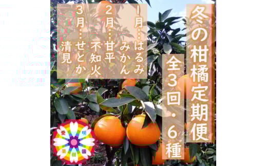 <発送月固定定期便>愛咲果樹園「冬の柑橘定期便」(1月~3月)全3回<F71-20>_ みかん ミカン 柑橘 くだもの 果物 フルーツ 青果 定期便 甘平 不知火 せとか きよみ 清見 しらぬい 常温 デザート 産地直送 産直 愛媛 人気 【4013391】