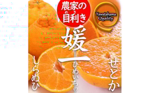 《愛媛・八幡浜柑橘詰合せ》よくばり2箱セット(せとか・しらぬひの2品種)<C28-38>【1504074】