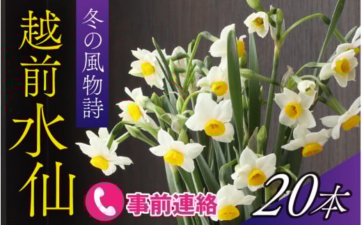 【先行予約】福井の冬の風物詩、厳冬の日本海に向かって咲く「越前水仙」2025年12月中旬より順次発送 [A-159004]