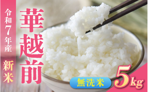 【先行予約】無洗米 令和7年産 新米 福井市産はなえちぜん 5kg「2025年9月初旬より順次発送」 [A-094013] / ハナエチゼン 華越前 花えちぜん 刈り取り時期 早生 品種 福井県産 新米 令和七年 7年 七年 ご飯 お米 白米 ブランド米 コメ こめ 精米 白米 無洗米 5キロ