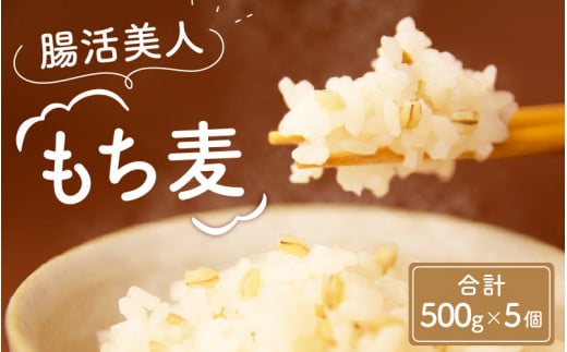 腸活美人 福井産六条大麦もち麦 5個セット [A-034003] / 健康 腸活 もち麦 植物繊維 もちもち 国産 大麦 雑穀 希少 500g 麦 むぎ ムギ 麦ご飯 麦ごはん 雑穀米