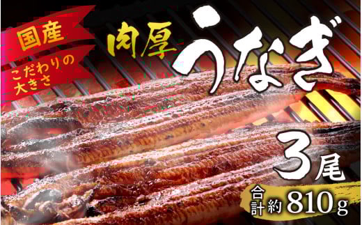 国産 活うなぎ蒲焼 約810g (約270g×3尾) [C-124004]