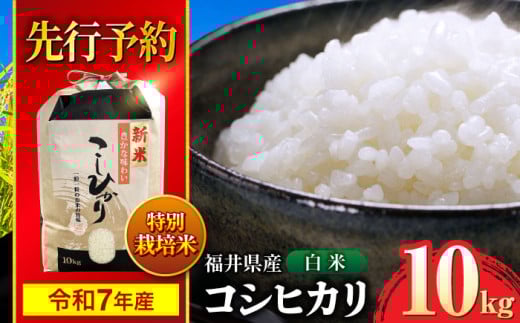 【 先行予約 /9月中旬以降発送】　【令和7年産】 福井県産 特別栽培米4 コシヒカリ 白米 10kg / 米 お米 精米 国産米 / 小浜市 / 北川博司 [BFDG002]