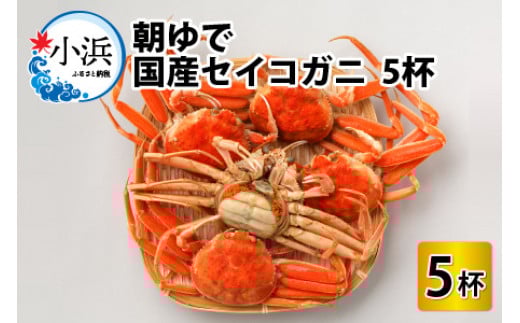 【年内配送】【先行予約/11月7日より順次発送】朝ゆで国産セイコガニ　5杯| 蟹 かに カニ 越前ガニ 越前がに せいこがに セイコガニ せいこ蟹 ボイル 5匹 福井 冷蔵 メス ずわいがに 送料無料 セコガニ せこがに せいこ セイコ せいこガニ セイコ蟹  【配送不可地域：北海道・沖縄・離島】  [BFAA004]