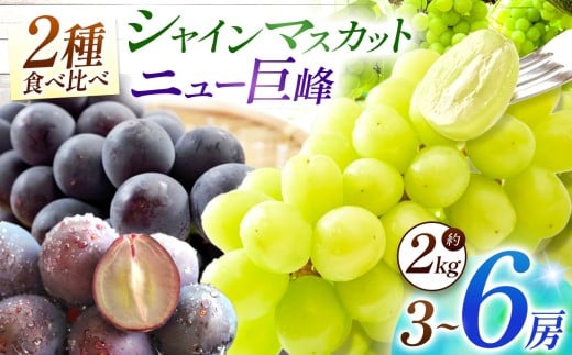 【先行予約】宮内果樹観光園のシャインマスカットとニュー巨峰 約2kg | フルーツ 果物 くだもの ぶどう ブドウ 葡萄 シャインマスカット マスカット 巨峰 セット 食べ比べ 産地直送 大分県 中津市