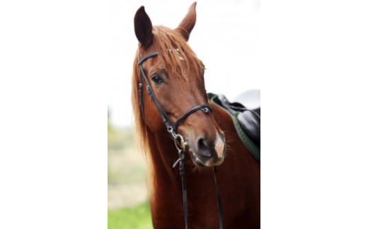 乗馬クラブFRTの体験乗馬チケット（022_5001）