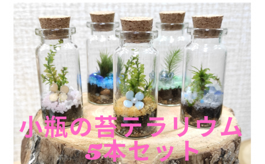 小びんの苔テラリウム 5本セット お手入れ 置き場所